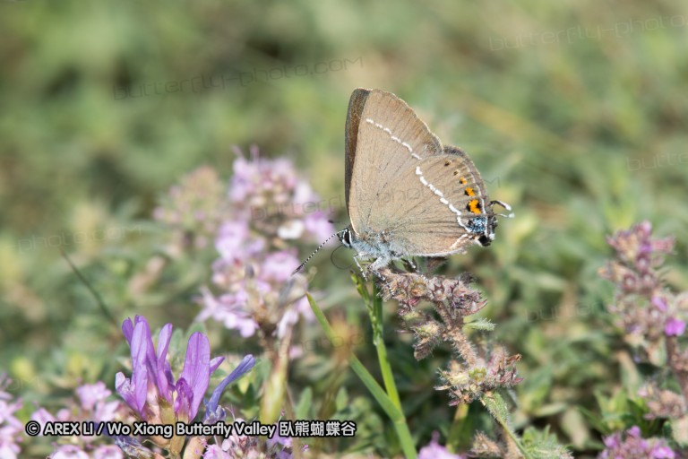 180611_bg_cheapanhill_083.jpg
