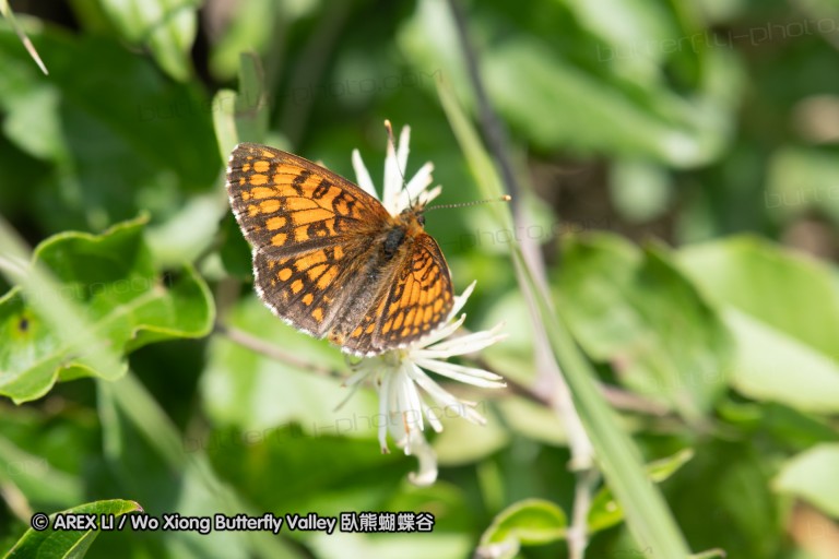 180611_bg_cheapanhill_084.jpg