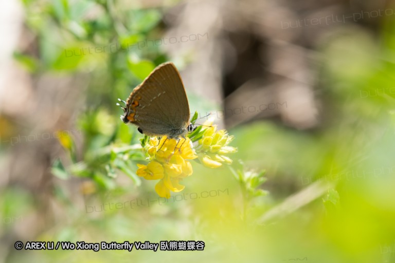 180611_bg_cheapanhill_091.jpg
