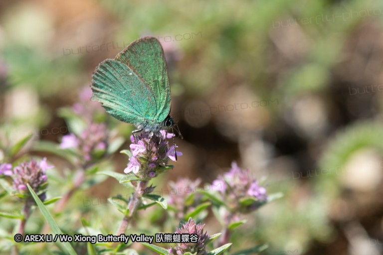 180611_bg_cheapanhill_095.jpg