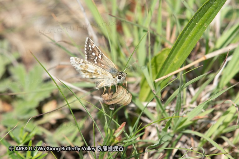 180611_bg_cheapanhill_105.jpg