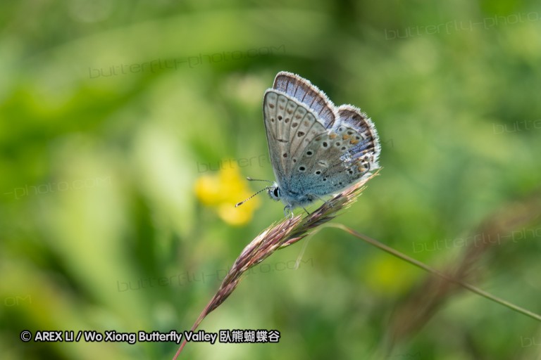 180611_bg_cheapanhill_107.jpg