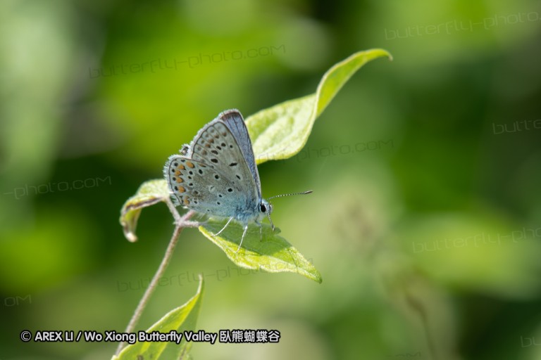 180611_bg_cheapanhill_109.jpg