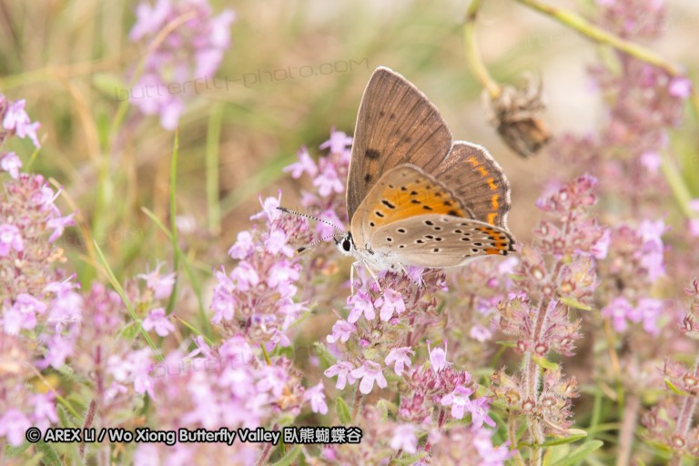 180611_bg_ponor_018.jpg