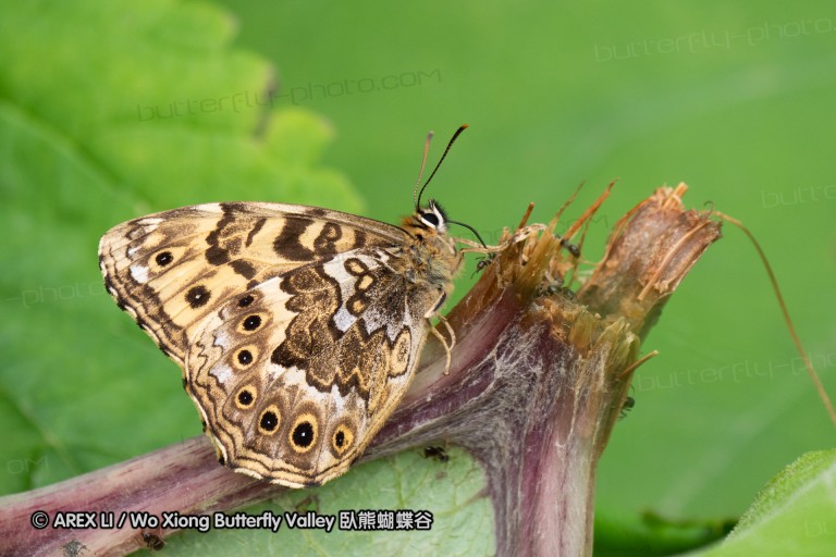 180704_jp_hokkaido_008.jpg