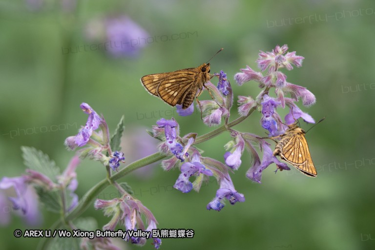 180704_jp_hokkaido_045.jpg