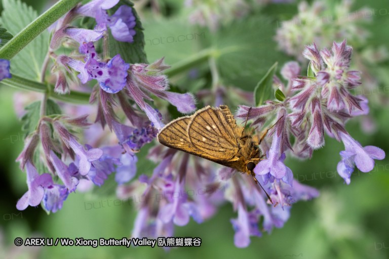 180704_jp_hokkaido_050.jpg