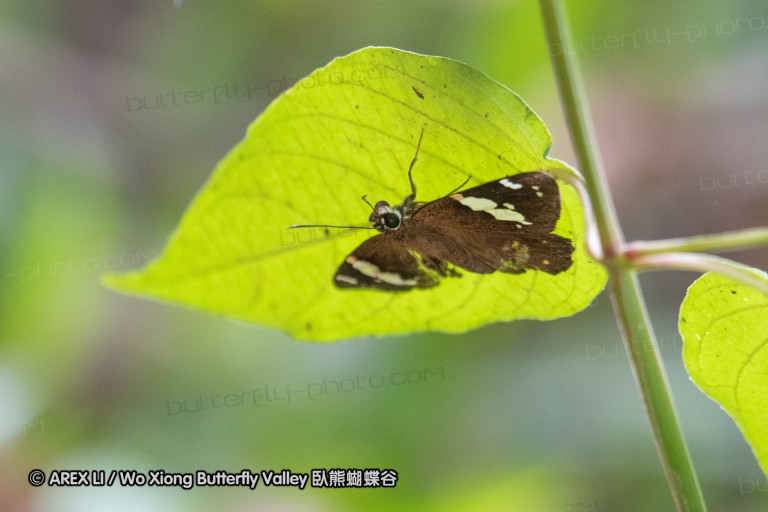 181211_th_inthanon_68.jpg