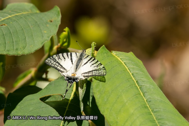 181216_th_inthanon_09.jpg