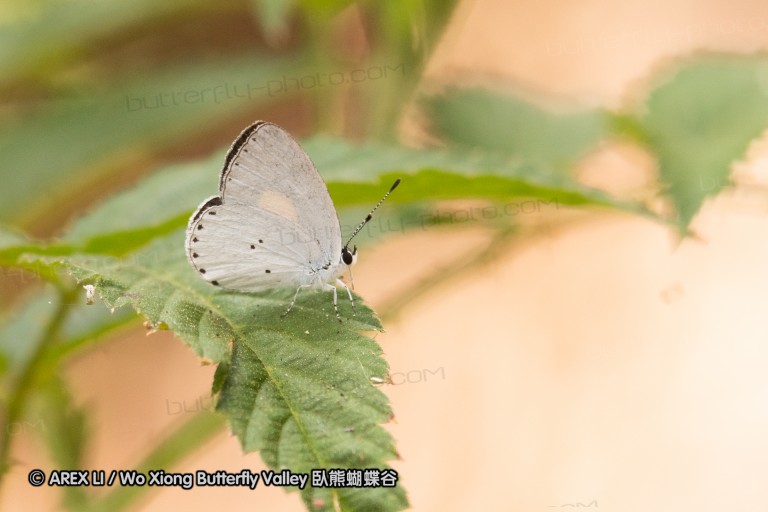 190128_aus_lamington_052.jpg