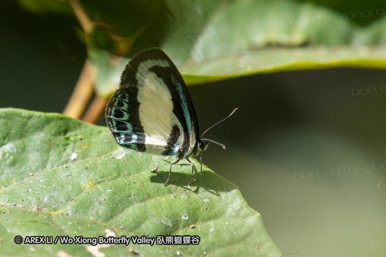 190128_aus_lamington_062.jpg
