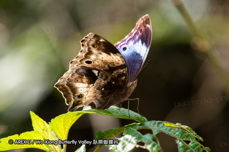 190204_gh_atewa_150.jpg
