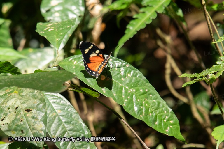 190204_gh_atewa_256.jpg