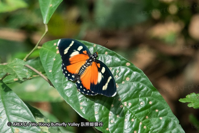 190204_gh_atewa_257.jpg
