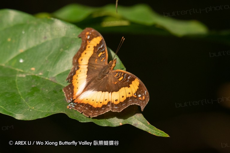 190204_gh_bunso_046.jpg