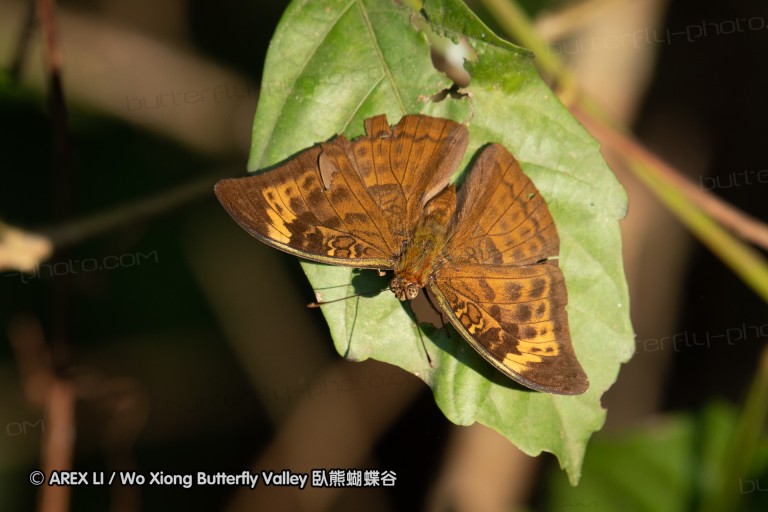 190204_gh_bunso_095.jpg