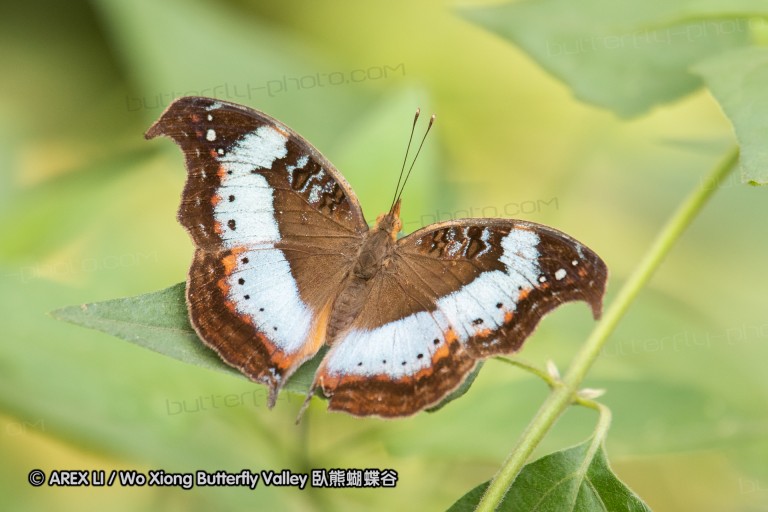 190204_gh_bunso_110.jpg