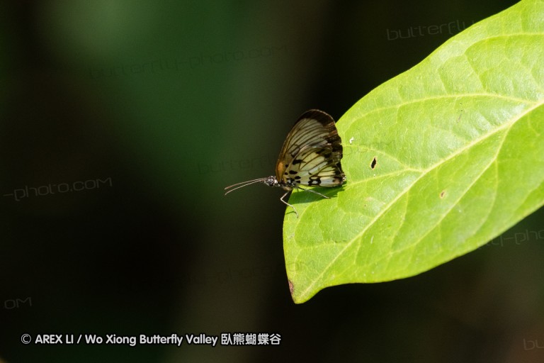 190204_gh_bunso_241.jpg