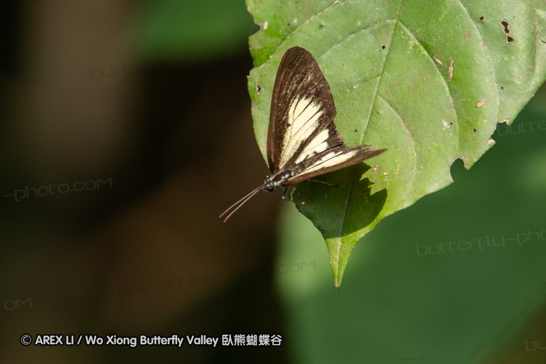 190204_gh_bunso_244.jpg