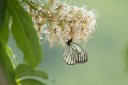 Filename=130524_ningshan_25.jpg
Filesize=376KiB
Dimensions=1920x1282
Date added=Jul 16, 2014 130524_ningshan_25.jpg