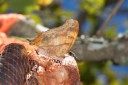 140428_marchmont_086.jpg