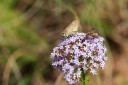 140428_marchmont_116.jpg
