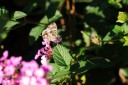 140428_marchmont_153.jpg