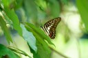 140927_pangkap_088.jpg