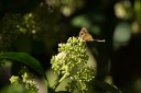 140929_laiya_010.jpg