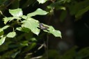 140930_bantimurung_006.jpg