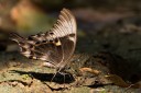 140930_bantimurung_077.jpg