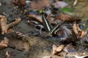 Filename=141001_bantimurung_049.jpg
Filesize=626KiB
Dimensions=1920x1282
Date added=Oct 29, 2014 141001_bantimurung_049.jpg