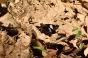 150401_phahompok_001.jpg