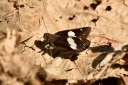 150401_phahompok_003.jpg