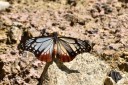 150401_phahompok_038.jpg