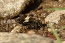 150401_phahompok_065.jpg
