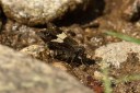 150401_phahompok_066.jpg