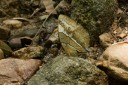 150506_maekampong_36.jpg