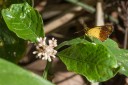 150506_maekampong_47.jpg