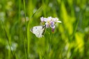 Filename=150518_de_valepp_26.jpg
Filesize=348KiB
Dimensions=1920x1280
Date added=May 19, 2015 150518_de_valepp_26.jpg