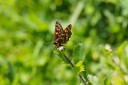 Filename=150518_de_valepp_48.jpg
Filesize=373KiB
Dimensions=1920x1280
Date added=May 19, 2015 150518_de_valepp_48.jpg