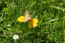 150518_de_valepp_55.jpg