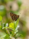 Filename=150518_de_valepp_60.jpg
Filesize=449KiB
Dimensions=1440x1920
Date added=May 19, 2015 150518_de_valepp_60.jpg