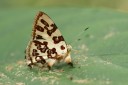 Filename=151106_el_capricho_110.jpg
Filesize=505KiB
Dimensions=1920x1282
Date added=Jul 20, 2018 151106_el_capricho_110.jpg