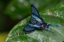 Filename=151112_apuya_026.jpg
Filesize=476KiB
Dimensions=1920x1280
Date added=Jul 25, 2018 151112_apuya_026.jpg