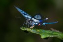 Filename=151112_apuya_027.jpg
Filesize=344KiB
Dimensions=1920x1280
Date added=Jul 25, 2018 151112_apuya_027.jpg