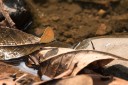 160327_khaosaidao_027.jpg