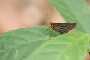 160328_khaosaidao_037.jpg