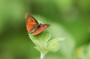 Filename=170402_gopeng_86.jpg
Filesize=363KiB
Dimensions=1920x1280
Date added=Apr 22, 2017 170402_gopeng_86.jpg