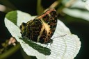 170403_gopeng_34.jpg